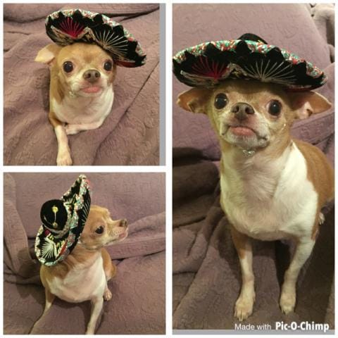 Cinco de Mayo
