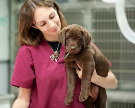 St. Louis Veterinary Technician Degree Program