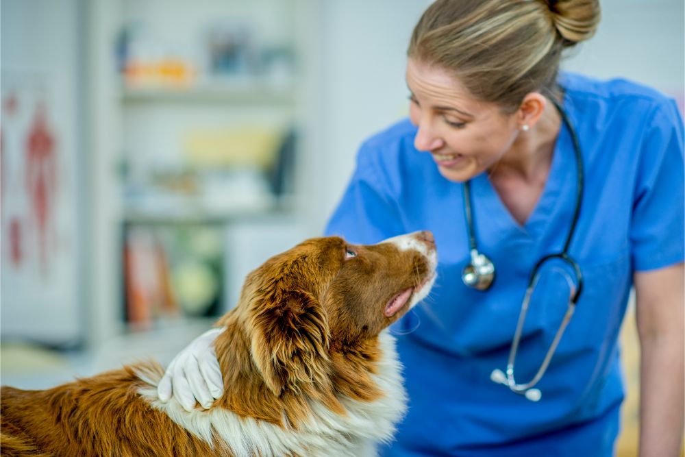 What's the Difference? Veterinary Tech vs. Veterinary Assistant