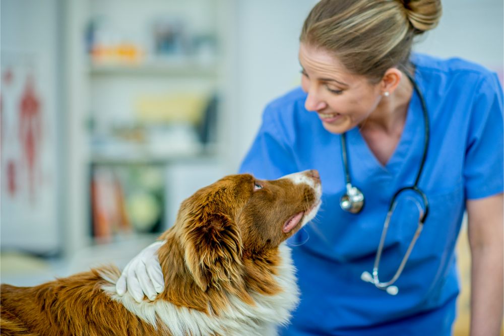 what-s-the-difference-veterinary-tech-vs-veterinary-assistant-midwest