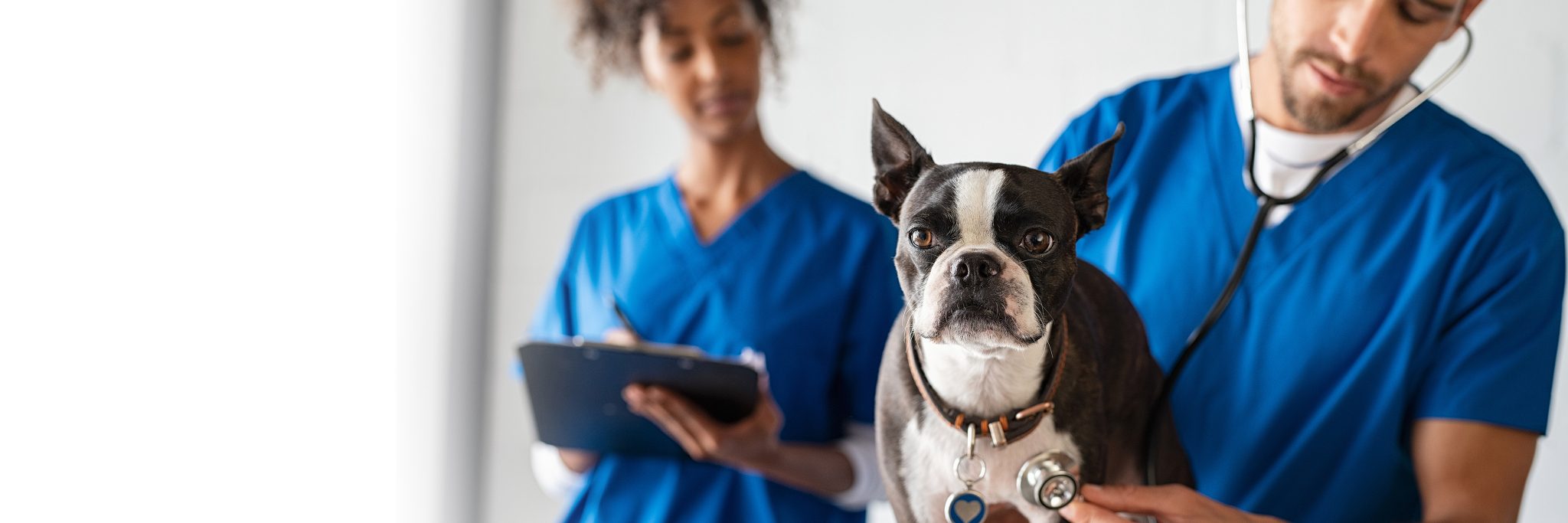 Vet tech training Midwest Institute