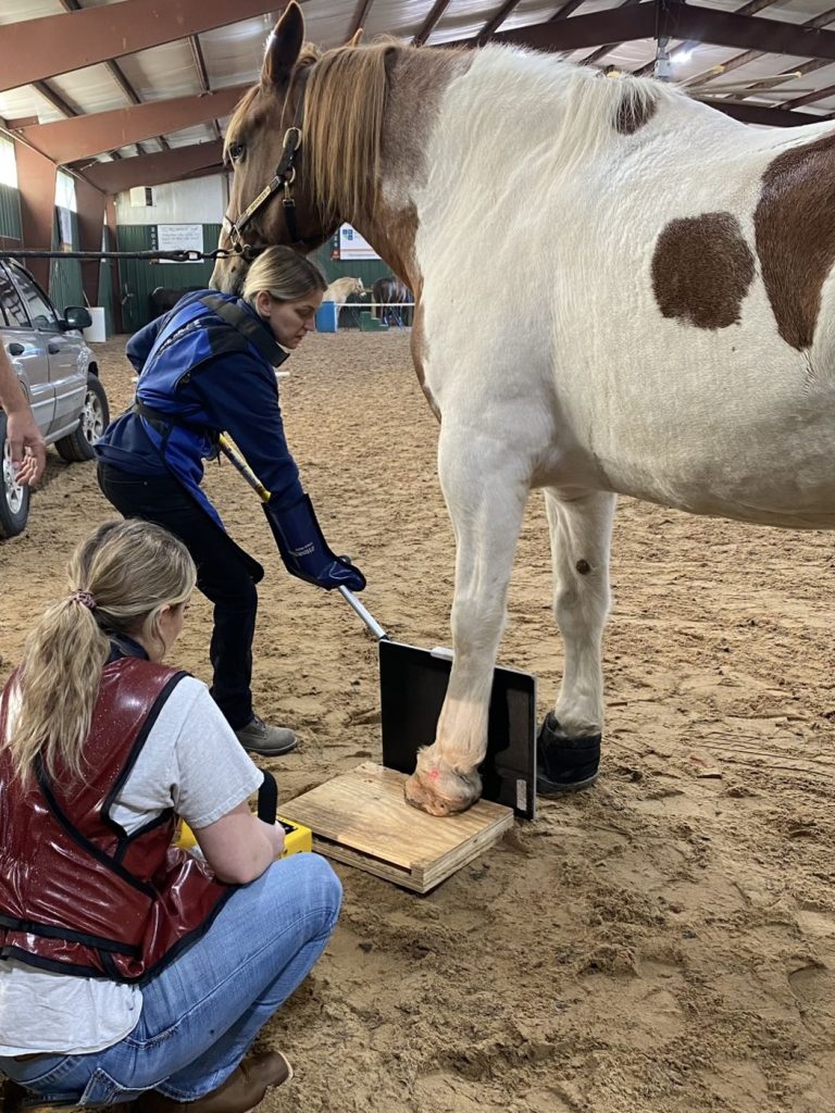 Vet tech students taking digital X-rays of a horse hoof