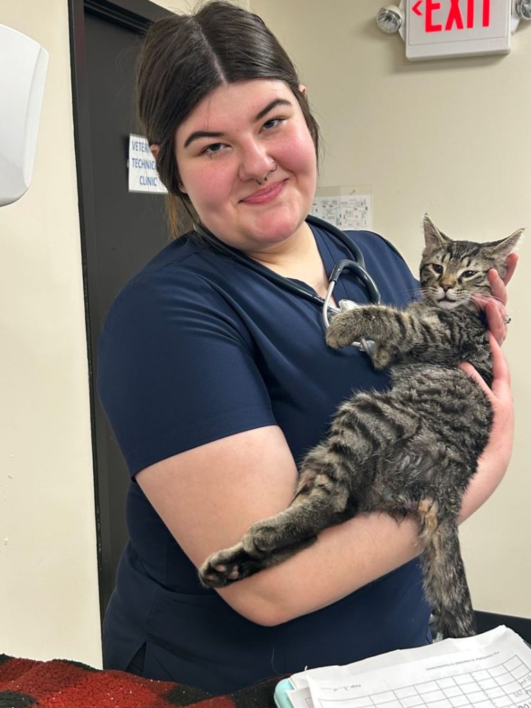 Vet tech student holding a tabby cat