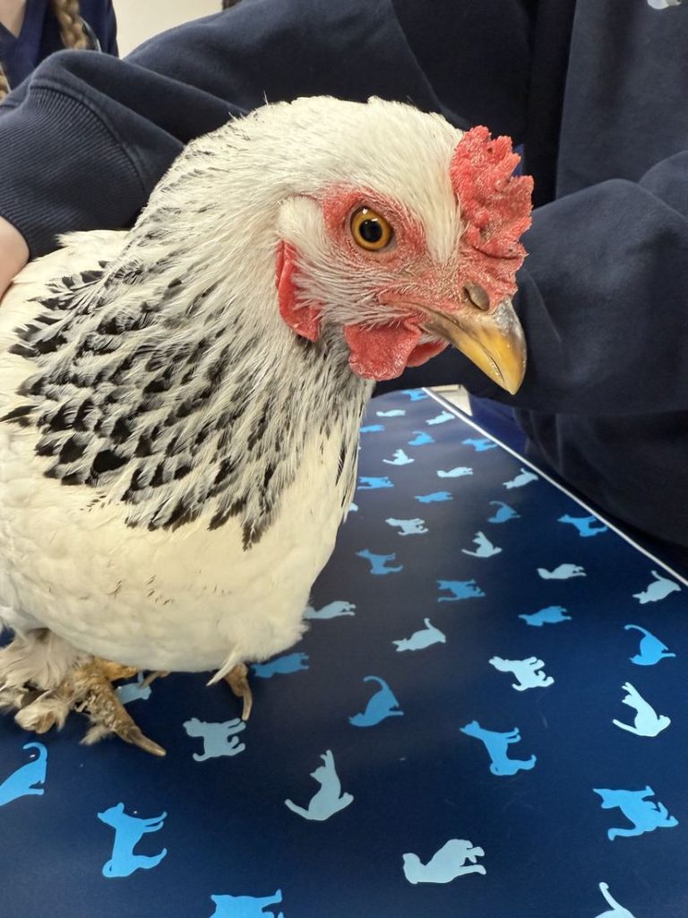 A white chicken on an exam table during a vet tech lab