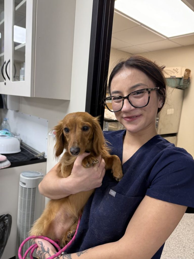 Smiling vet tech student holding a dachshund