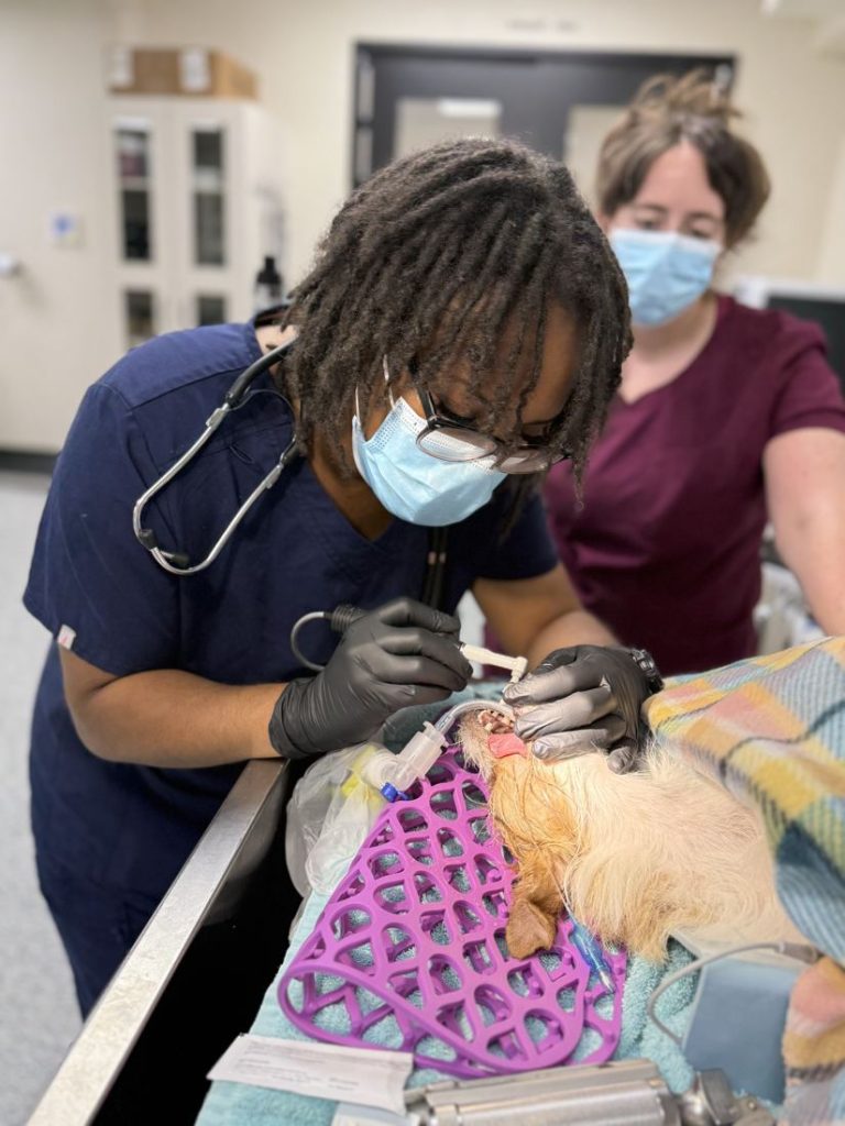 Vet tech student performing a dental cleaning on an anesthetized dog