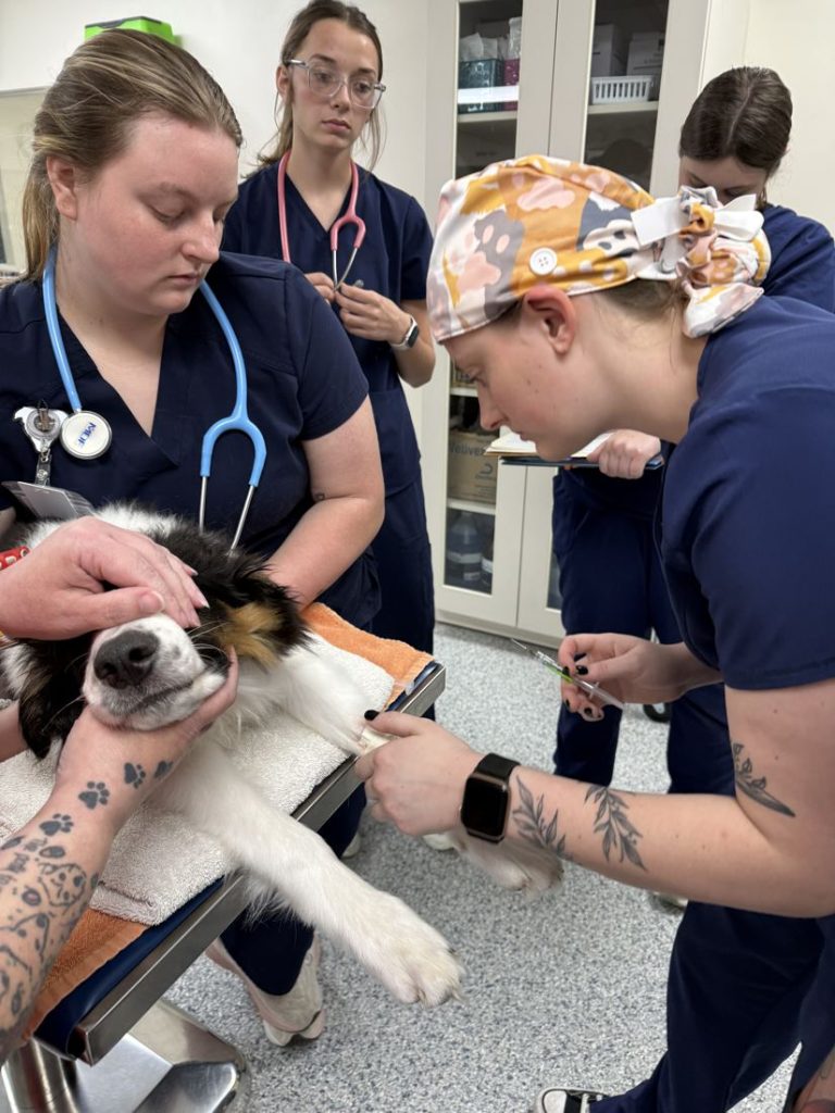 Vet tech students restraining a dog for an exam
