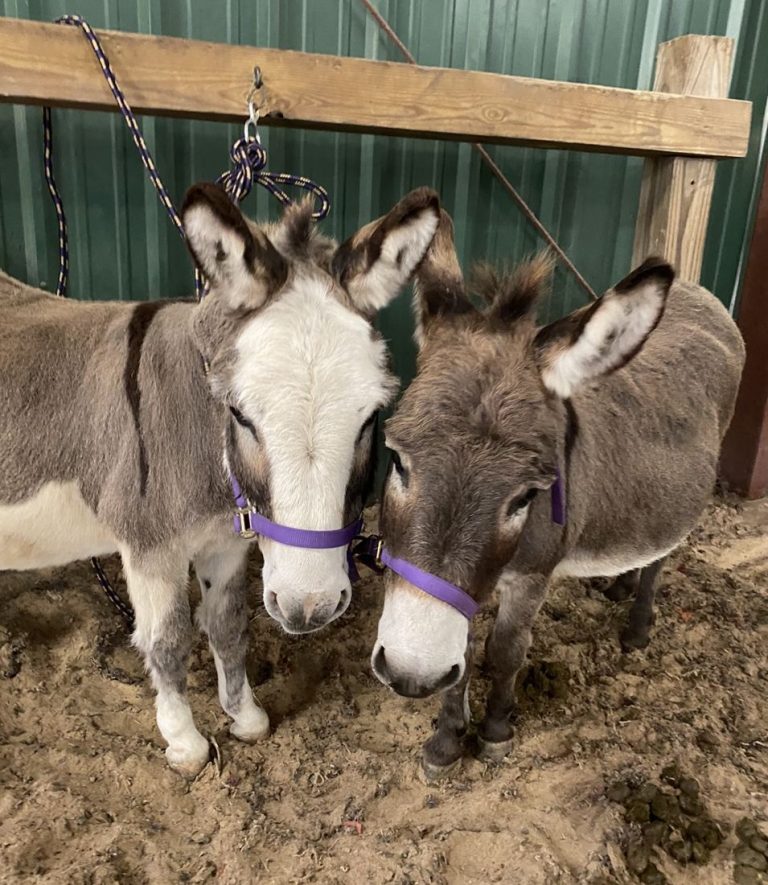 Two donkeys at the vet tech farm lab