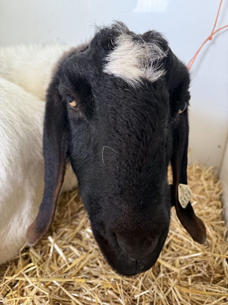 Close-up of a goat in a straw-lined pen