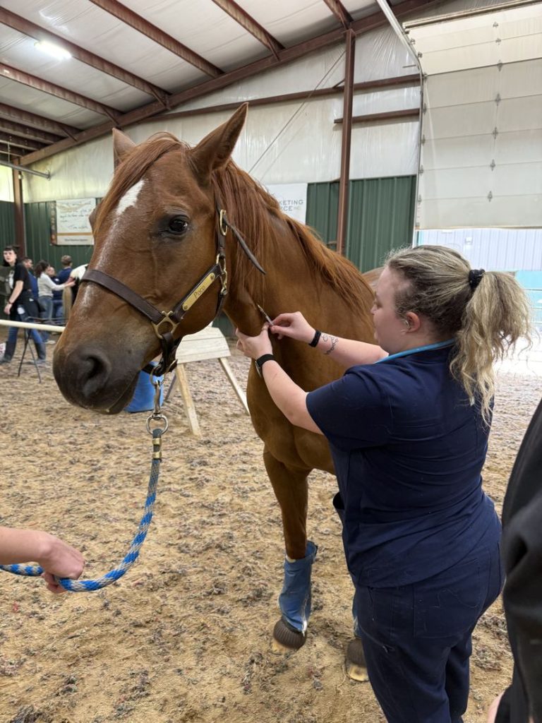 Vet tech student examining a chestnut horse in the arena