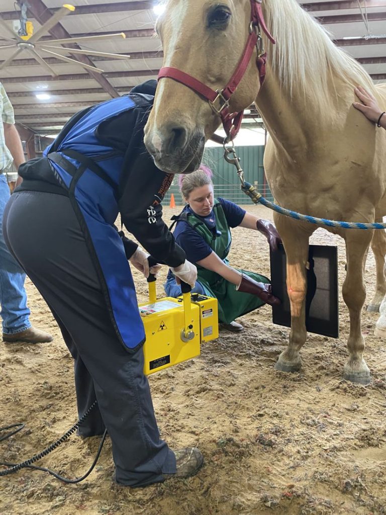 Vet tech students taking an X-ray of a horse leg in an indoor arena