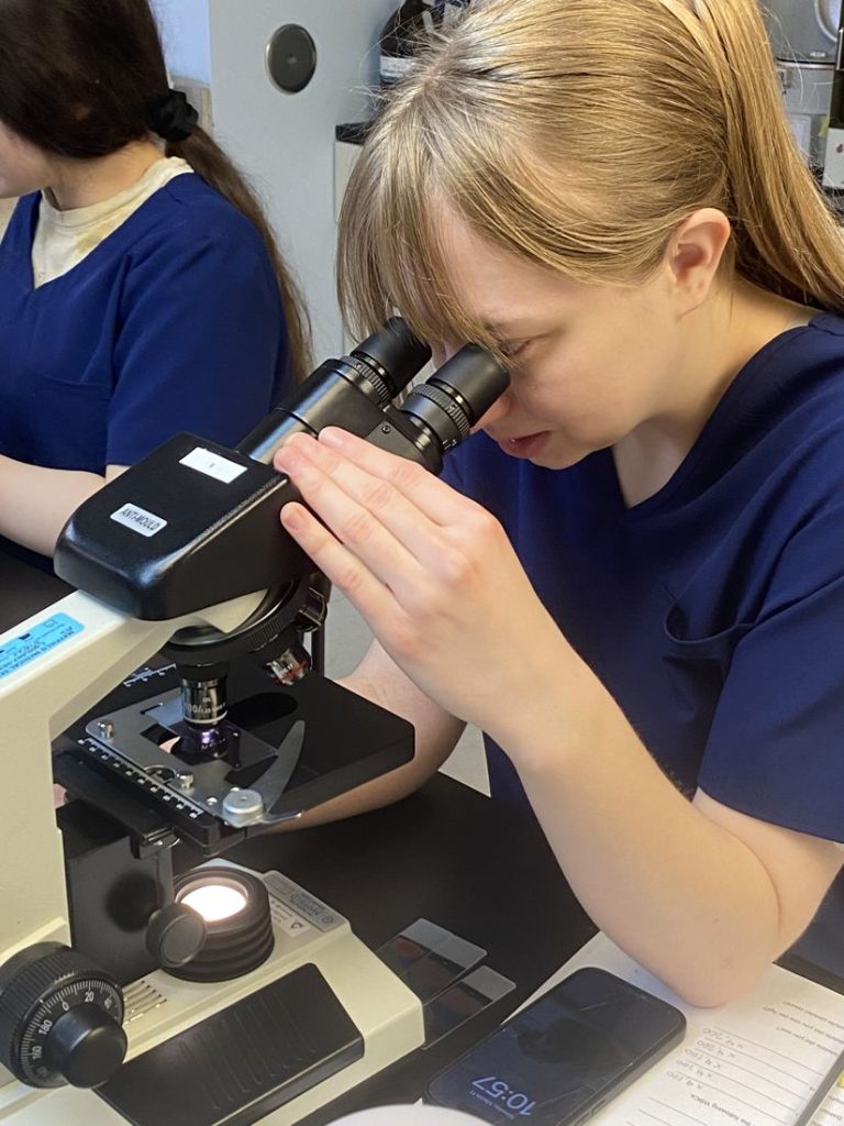 Vet tech student looking through a microscope in the clinical lab