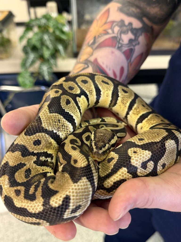 Student holding a ball python during an exotics lab