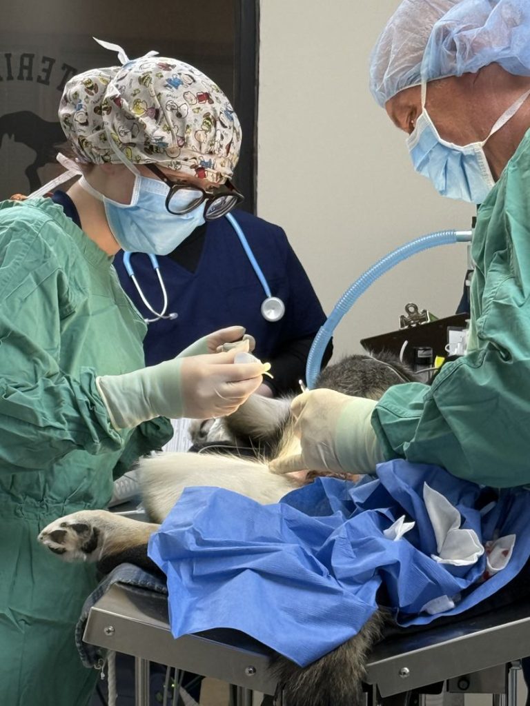 Vet tech students in surgical gowns monitoring a patient during surgery lab