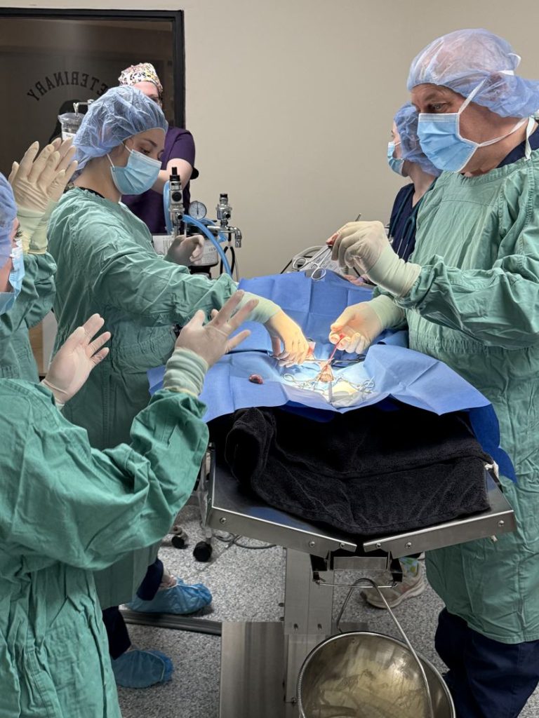 Team of vet tech students in surgical gowns around an operating table
