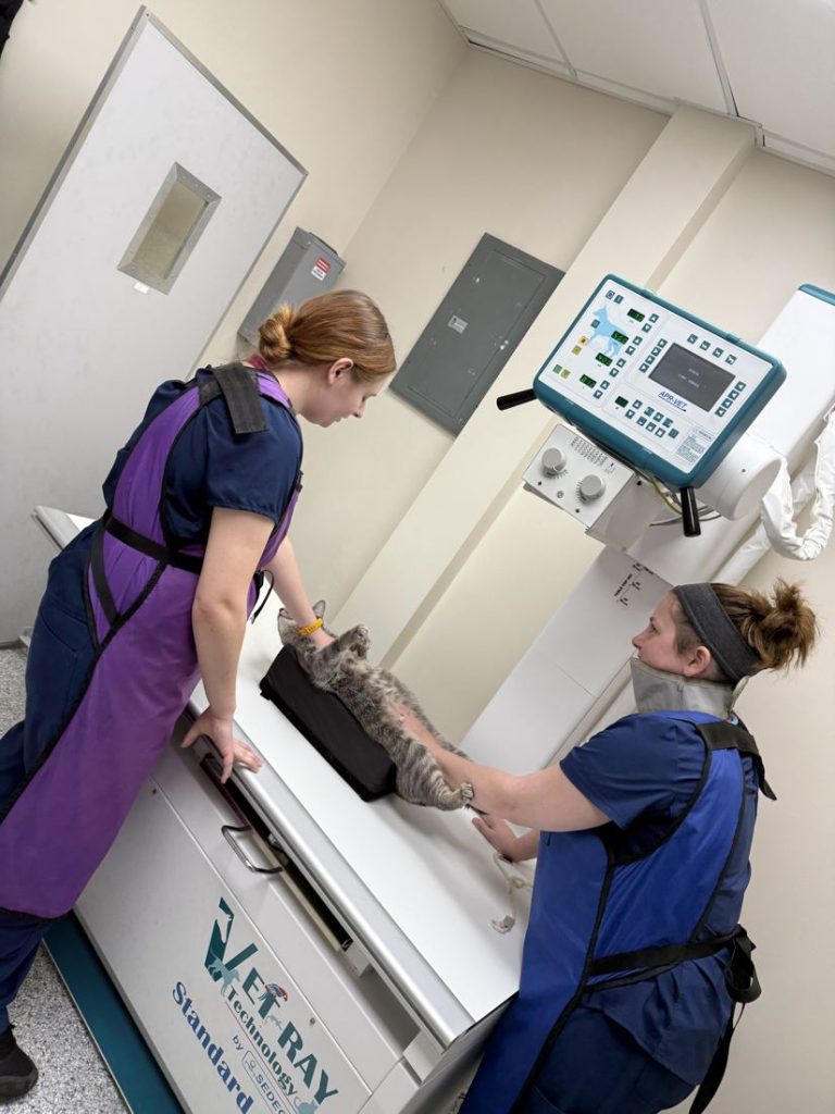 Vet tech students in lead aprons positioning a patient for an X-ray