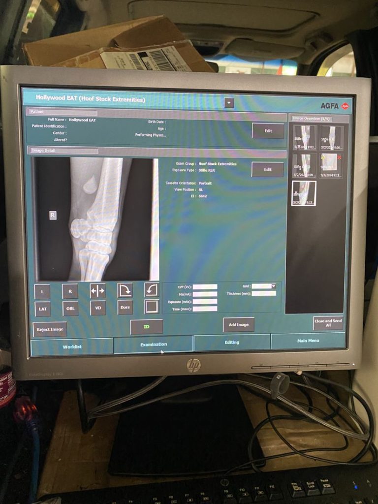 Digital radiograph of a horse leg on a monitor